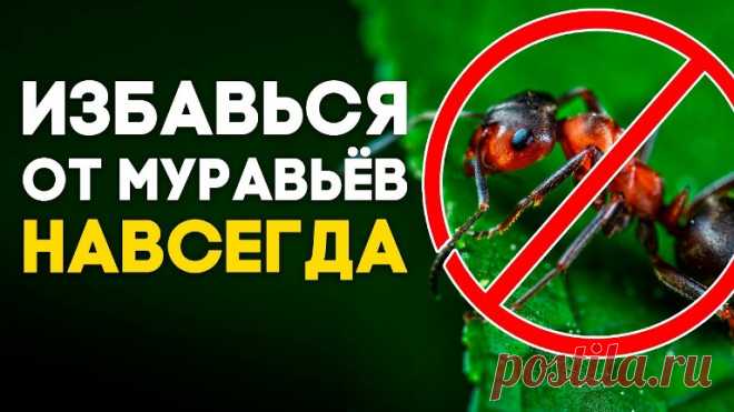 Как уничтожить муравьёв