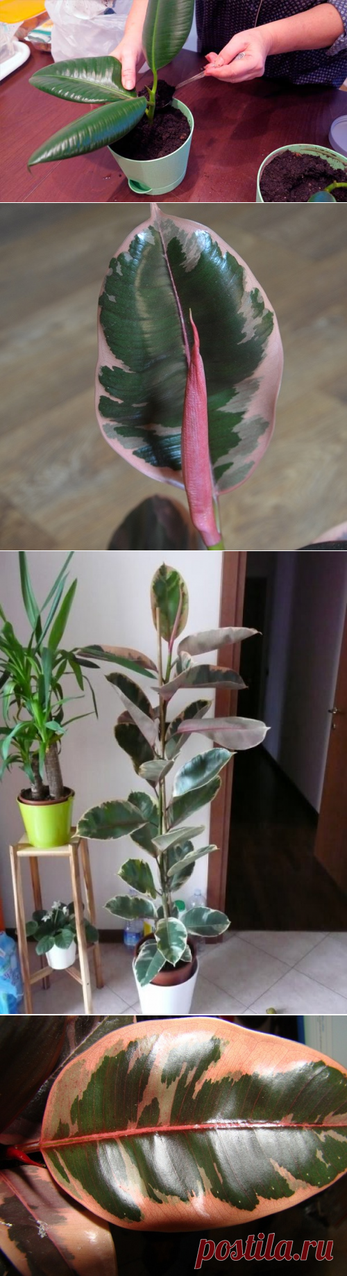 Описание фикуса «Белиз» — характеристика, посадка и уход