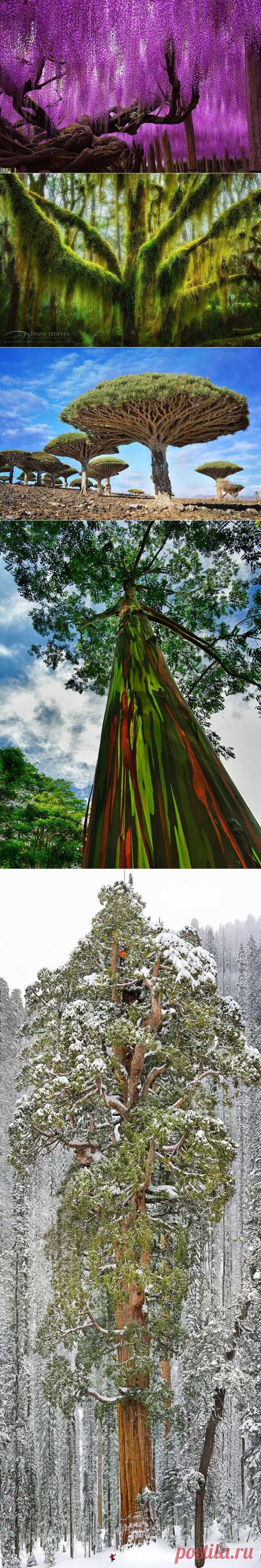 16 самых великолепных деревьев в этом мире