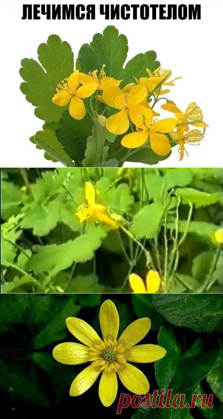 Лечимся чистотелом