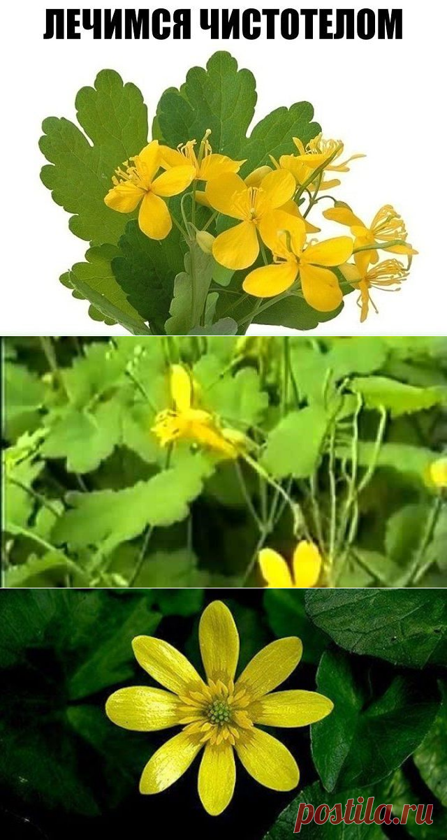 Лечимся чистотелом