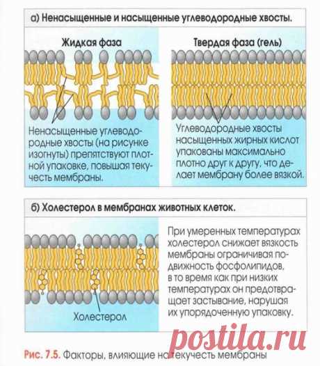 Факторы, влияющие на текучесть мембраны