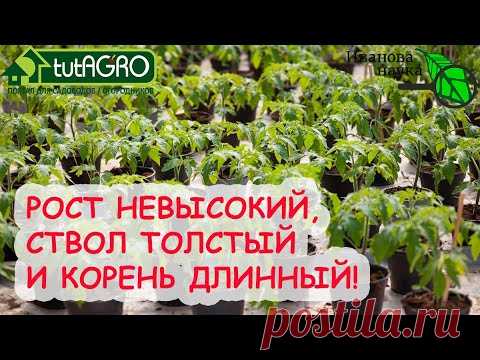 ОТ ЭТОГО СРЕДСТВА РАССАДА ВЗБОДРИТСЯ, БУДЕТ ПРАВИЛЬНО РАСТИ И ПРИЖИВЕТСЯ! Подкормка без удобрений.
