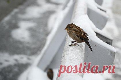 Ледяные дожди оставили жителей российского города без света. В Ростовской области без света продолжают оставаться около тысячи человек. Из-за обрушившегося на регион ледяного дождя ранее без электричества оказались 180 тысяч жителей региона. Сильнее всего пострадали жители города-спутника Ростова-на-Дону Аксая, в котором подача электричества была остановлена полностью.