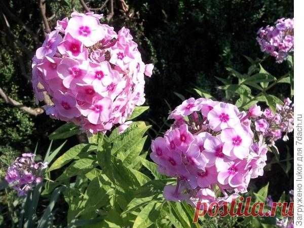 Флоксы: ранневесенняя посадка и летний уход