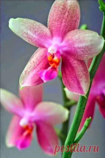 EVERY KIND OF FLOWERS – Сообщество – Google+