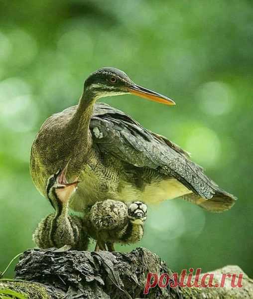 (20+) Natureza É Vida | Facebook