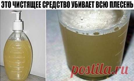 Народные средства от плесени