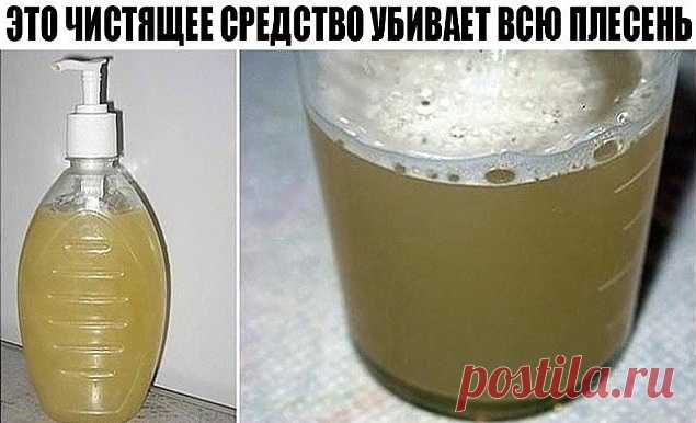 Народные средства от плесени