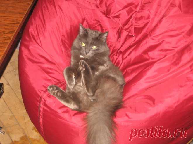 Подобрали на улице слепого и мокрого...