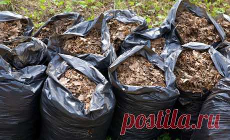 Вот вам мешок компоста | Мир фактов | Яндекс Дзен