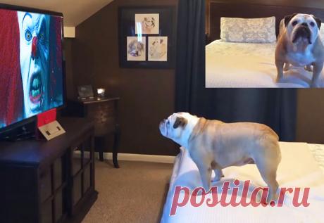 Реакция бульдога на трейлер фильма «Оно-2» покорило Сеть