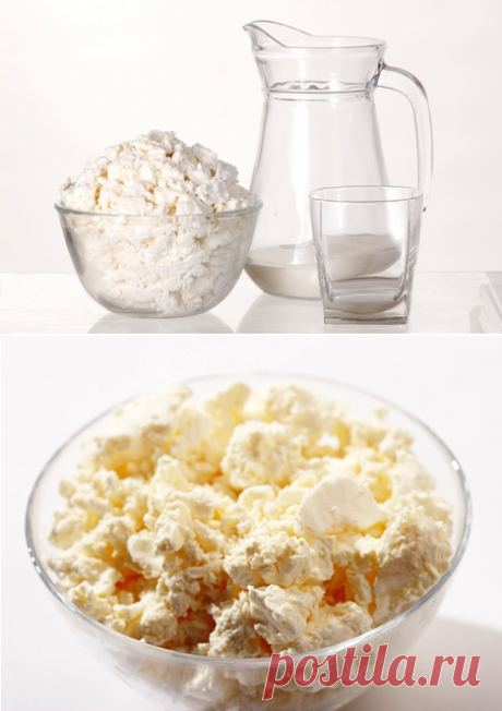 Свойства молочного гриба