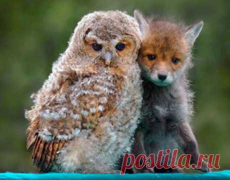 В природе возможно всё! 23 умилительных фото дружбы зверей Всем известно, что кошки и собаки заклятые враги. Но природа всегда делает исключения и даже в таких союзах есть настоящие друзья. Смотрите милую подборку фотографий о дружбе животных.banner_abz7Природа всегда делает исключения!