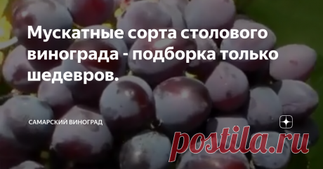 Мускатные сорта столового винограда - подборка только шедевров. Мускатные сорта столового винограда по нраву очень многим. Многие считают что в винограде обязательно должны присутствовать мускатные нотки. Кому-то нравятся цветочные нотки, кому-то фруктовые, кому-то нотки трав или карамели. Но равнодушных к этим сортам нет.
Постараюсь сегодня поговорить о самых, по моему мнению, интересных сортах и гибридных формах, обладающим мускатным вкусом.
Начну со своего