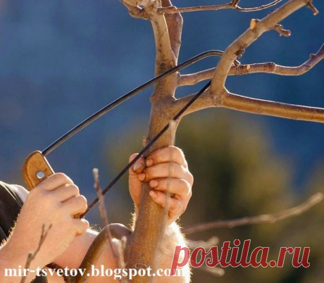 Мир растений: Обрезка деревьев и кустарников