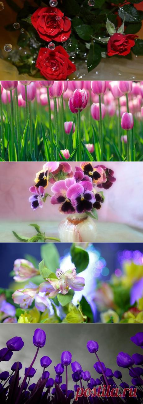 Фото_Обои_Цветы для рабочего стола часть 13