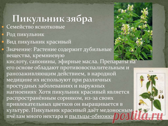 Пикульник зябра