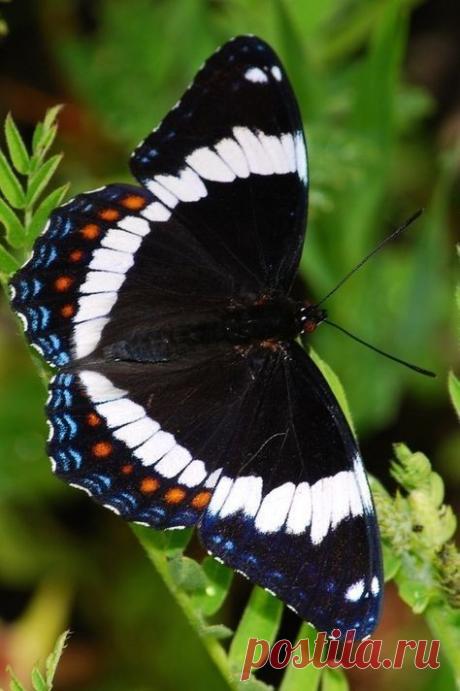 Fantástico Natureza,linda!!!