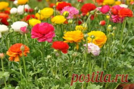 Ранункулюсы: посадка и уход в открытом грунте Ранункулюс – это нежный и необычный цветок. Когда люди его видят в первый раз, то многие из них думают, что это роза, или пион или мак, в момент, когда цветок раскрылс�…