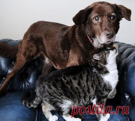 Кошка стала поводырем для слепого пса Кошки и собаки чаще враждуют друг с другом, нежели находятся в хороших отношениях, но эта история о совсем уж редком явлении. Кошка с необычной кличкой Pwditat стала помогать собаке по имени Тефтель ориентироваться в пространстве, когда та ослепла от катаракты.Когда врачи поставили...