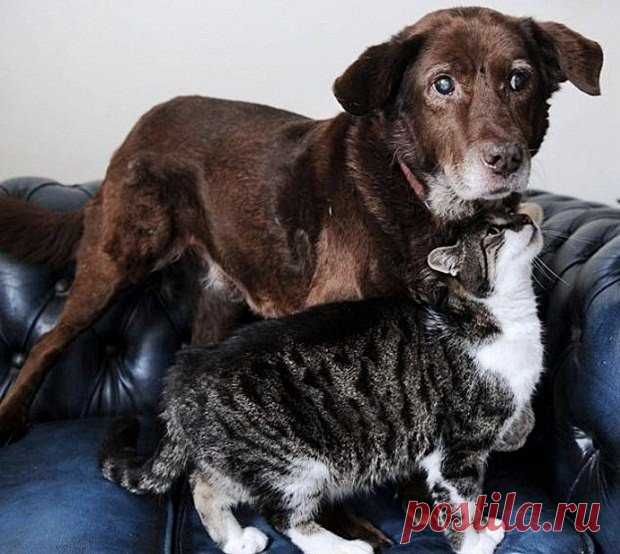 Кошка стала поводырем для слепого пса Кошки и собаки чаще враждуют друг с другом, нежели находятся в хороших отношениях, но эта история о совсем уж редком явлении. Кошка с необычной кличкой Pwditat стала помогать собаке по имени Тефтель ориентироваться в пространстве, когда та ослепла от катаракты.Когда врачи поставили...