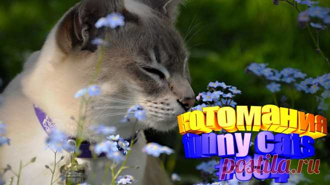 Любите смотреть приколы про котов? Тогда мы уверены, Вам понравится наше видео 😍. Также на котомании Вас ждут: видео кот,видео кота,видео коте,видео котов,видео кошек,видео кошка,видео кошки,видео о котах, видео приколы, видео смешное о кошках, говорящие коты видео, коты 2020, кошка видео смешное, кошки приколы до слез, приколы про, прикольные коты, ролики про котов, самые смешные коты, смешной кот, смешные про детей животных, смешных животных, смотреть смешные котейки, приколы с котами видео