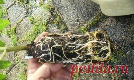 Воздушные отводки