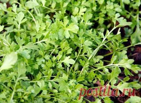 8 лучших продуктов для красоты
