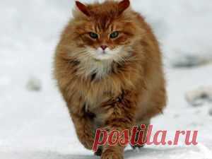 Царь-кошки. Самые большие коты в мире