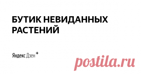 БУТИК НЕВИДАННЫХ РАСТЕНИЙ | Яндекс Дзен Автор блога, хозяйка магазина sad-fler.ru, дипломированный мастер садово-паркового искусства ll разряда, цветовод-декоратор Регина Флер.