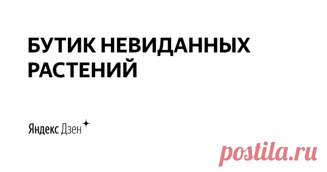 БУТИК НЕВИДАННЫХ РАСТЕНИЙ | Яндекс Дзен Автор блога, хозяйка магазина sad-fler.ru, дипломированный мастер садово-паркового искусства ll разряда, цветовод-декоратор Регина Флер.