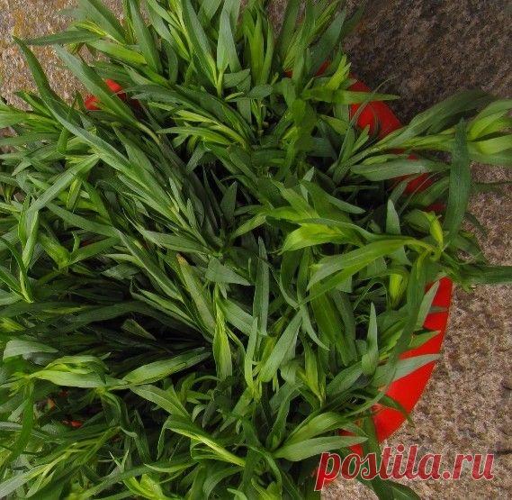 Консервация и Сохранение - Сироп с тархуном