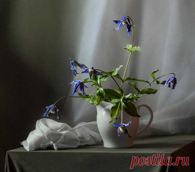 Фотография Клематисы... из раздела натюрморт №5784086 - фото.сайт - Photosight.ru