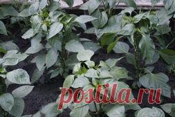 Пасынкование сладкого перца - какие есть мнения - Садоводка