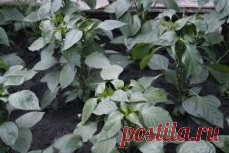 Пасынкование сладкого перца - какие есть мнения - Садоводка