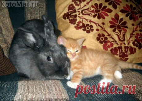 Сводный брат