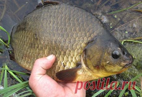 Где искать крупного карася? / Богатая добыча
