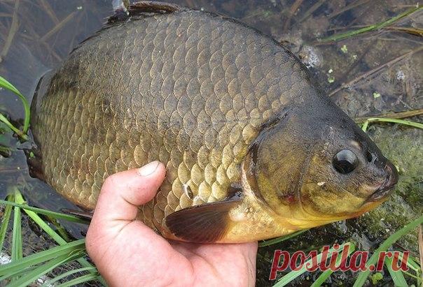 Где искать крупного карася? / Богатая добыча