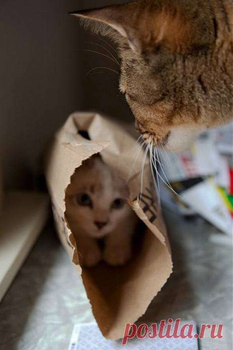 Our new kitty thought she was good at hide-and-seek - Imgur