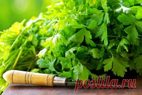 Петрушка для похудения: отзывы, рецепты, кефир, смузи, польза, с лимоном, имбирем, семена, чай, отвар, настой, корень, сок, как заваривать, принимать, видео