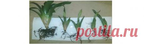 Гузмания: уход в домашних условиях (фото), правила и рекомендации по выращиванию экзотического цветка | Краше Всех