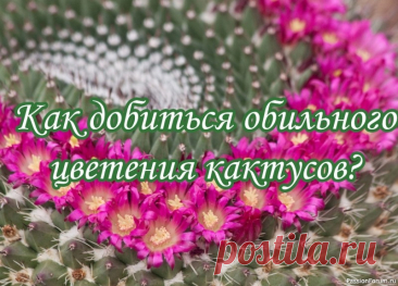 Как добиться обильного цветения кактусов? а) Необходимо обеспечить максимум света. Ареалы распространения кактусов не оставляют никаких сомнений в том, что солнца там в избытке. Поэтому в наших широтах есть смысл выжимать из условий освещенности все, что можно - много все равно не будет. Прежде всего, это - южная или...