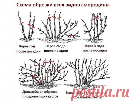 ДЕСЯТЬ ЗОЛОТЫХ ПРАВИЛ ОБРЕЗКИ СМОРОДИНЫ

1. При обрезке чёрной смородины нужно помнить о том, что плодовые почки закладываются на приросте текущего года.

2. Чем больше прирост, тем выше урожай ягод на следующий год.

3. Если обрезку не проводить, то куст даёт на протяжении двух-трёх лет хороший урожай. Потом сильно загущается, годовой прирост заметно уменьшается и смородина начинает плодоносить только на концах побега. Урожай будет уменьшатся с каждым годом.

4. Обязатель...