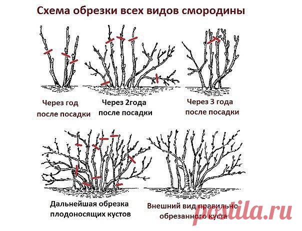 ДЕСЯТЬ ЗОЛОТЫХ ПРАВИЛ ОБРЕЗКИ СМОРОДИНЫ

1. При обрезке чёрной смородины нужно помнить о том, что плодовые почки закладываются на приросте текущего года.

2. Чем больше прирост, тем выше урожай ягод на следующий год.

3. Если обрезку не проводить, то куст даёт на протяжении двух-трёх лет хороший урожай. Потом сильно загущается, годовой прирост заметно уменьшается и смородина начинает плодоносить только на концах побега. Урожай будет уменьшатся с каждым годом.

4. Обязатель...