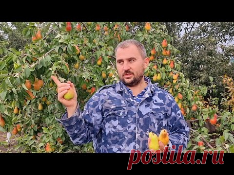 хотите много груш? сажайте этот сорт!!!