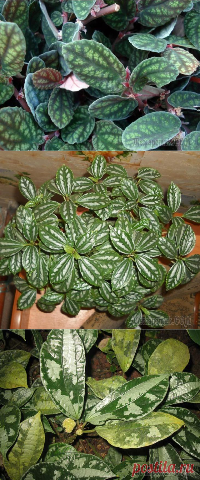 Редкая пеллиония