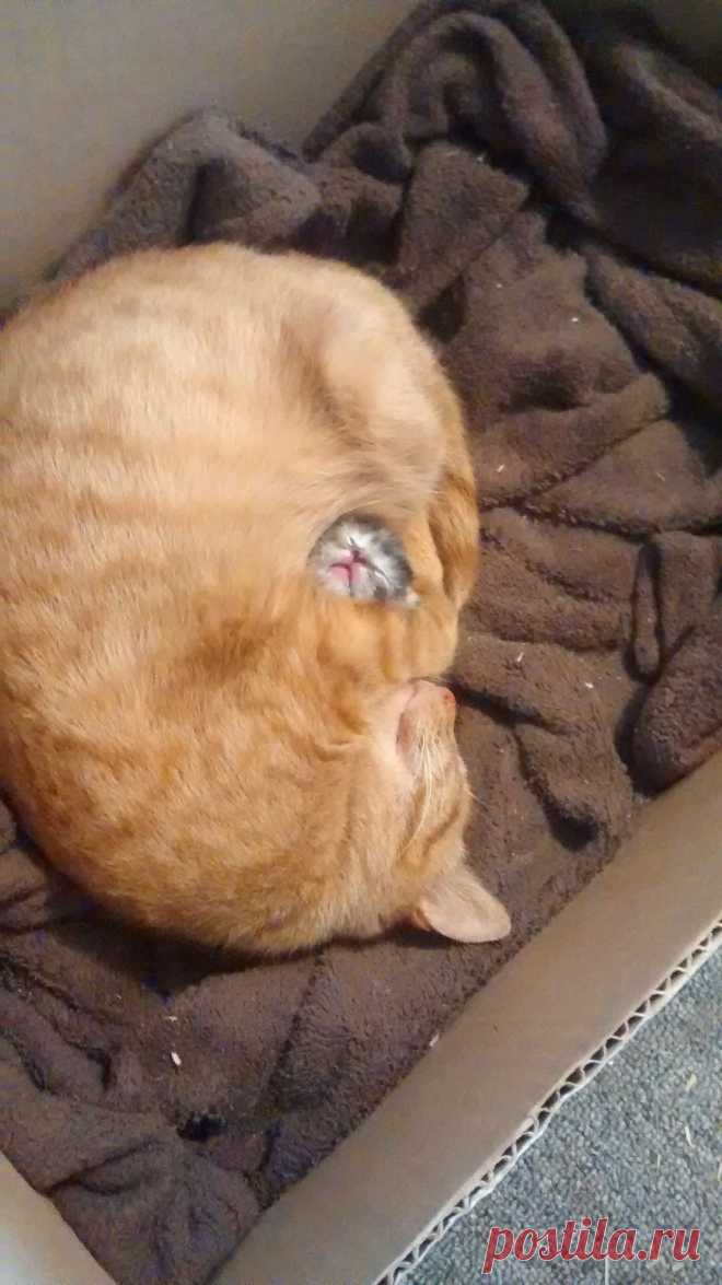 My cat guarding her first and only baby - Imgur