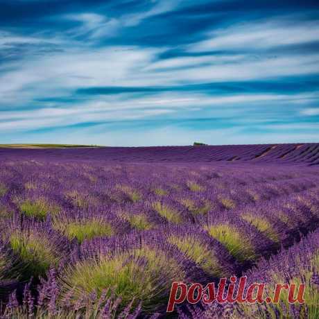 ЛАВАНДА УЗКОЛИСТНАЯ
Lavandula angustifolia L.
Семейство Яснотковые (Губоцветные) — Lamiaceae (Labiatae)
