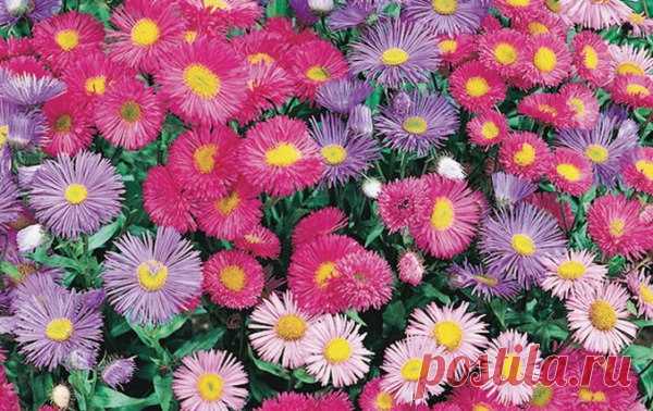 Я люблю ✿ ЦВЕТЫ ✿ | I ♥ Flowers